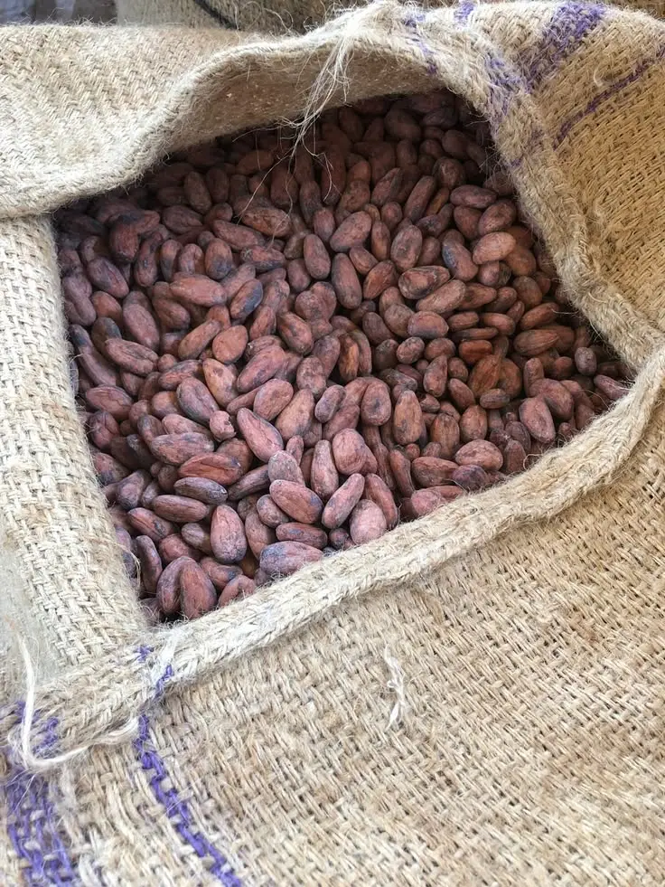 Cocoa pods