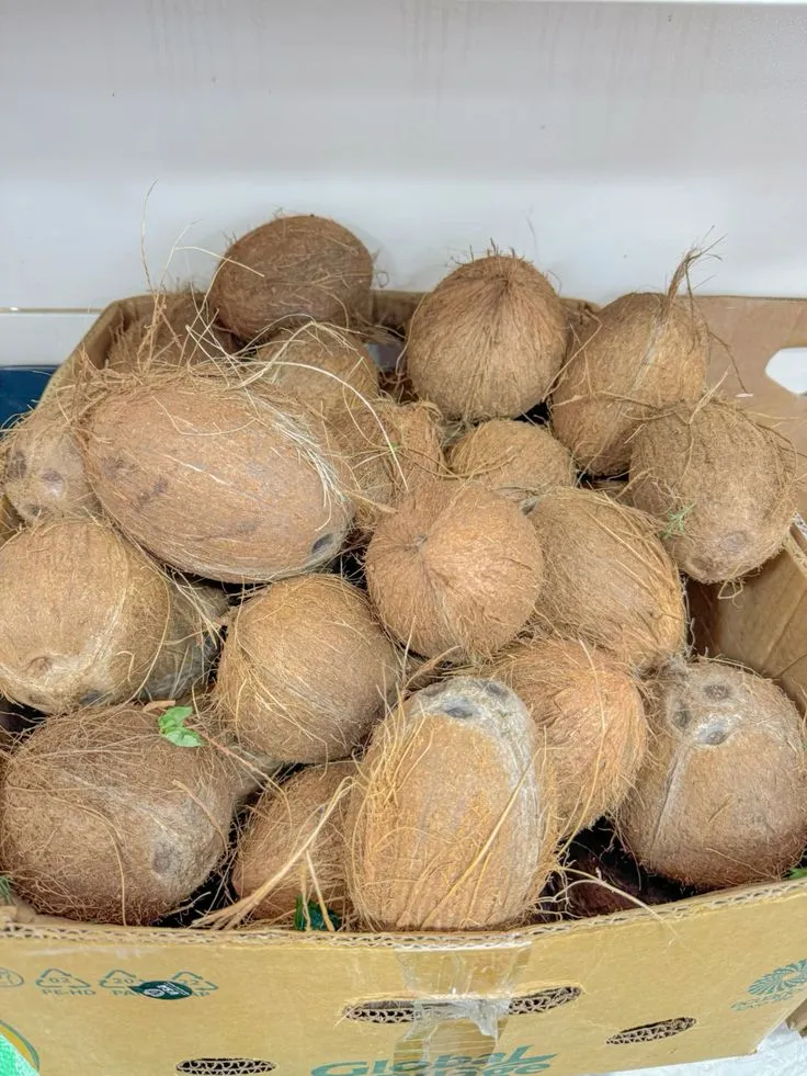 Coconut